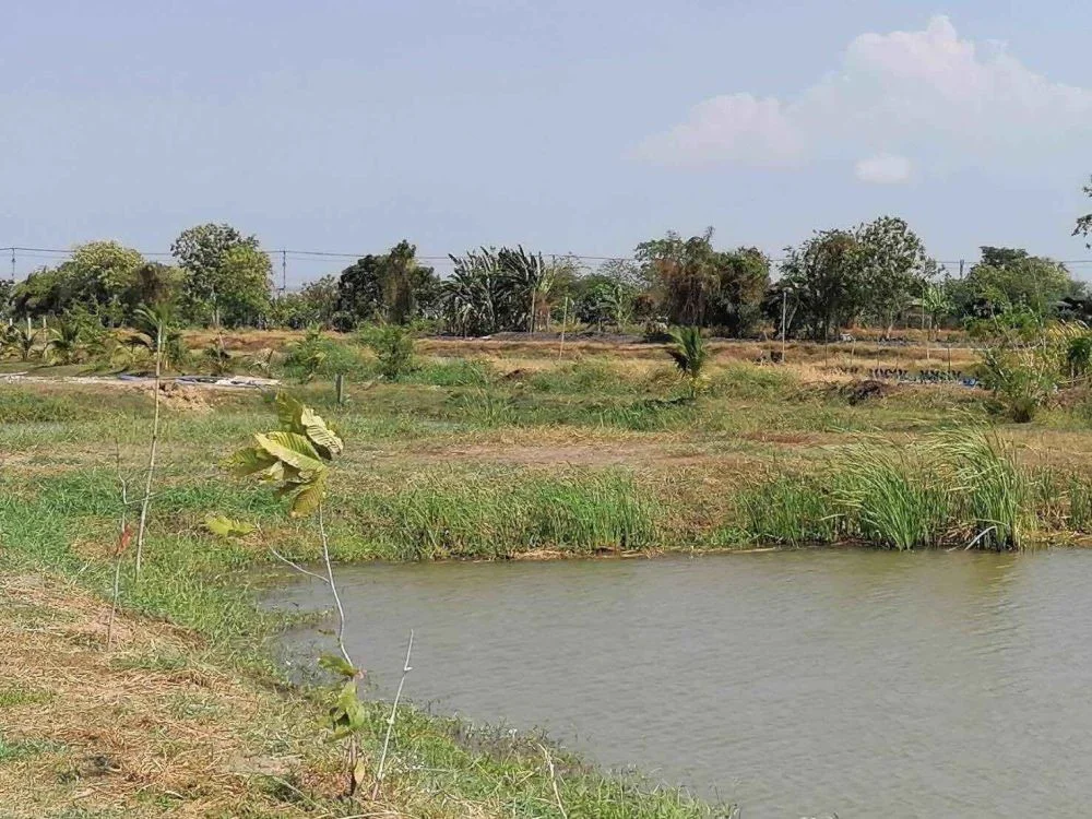 ขายที่ดินติดคลองบางกระอี่ บรรยากาศดี ธรรมชาติ