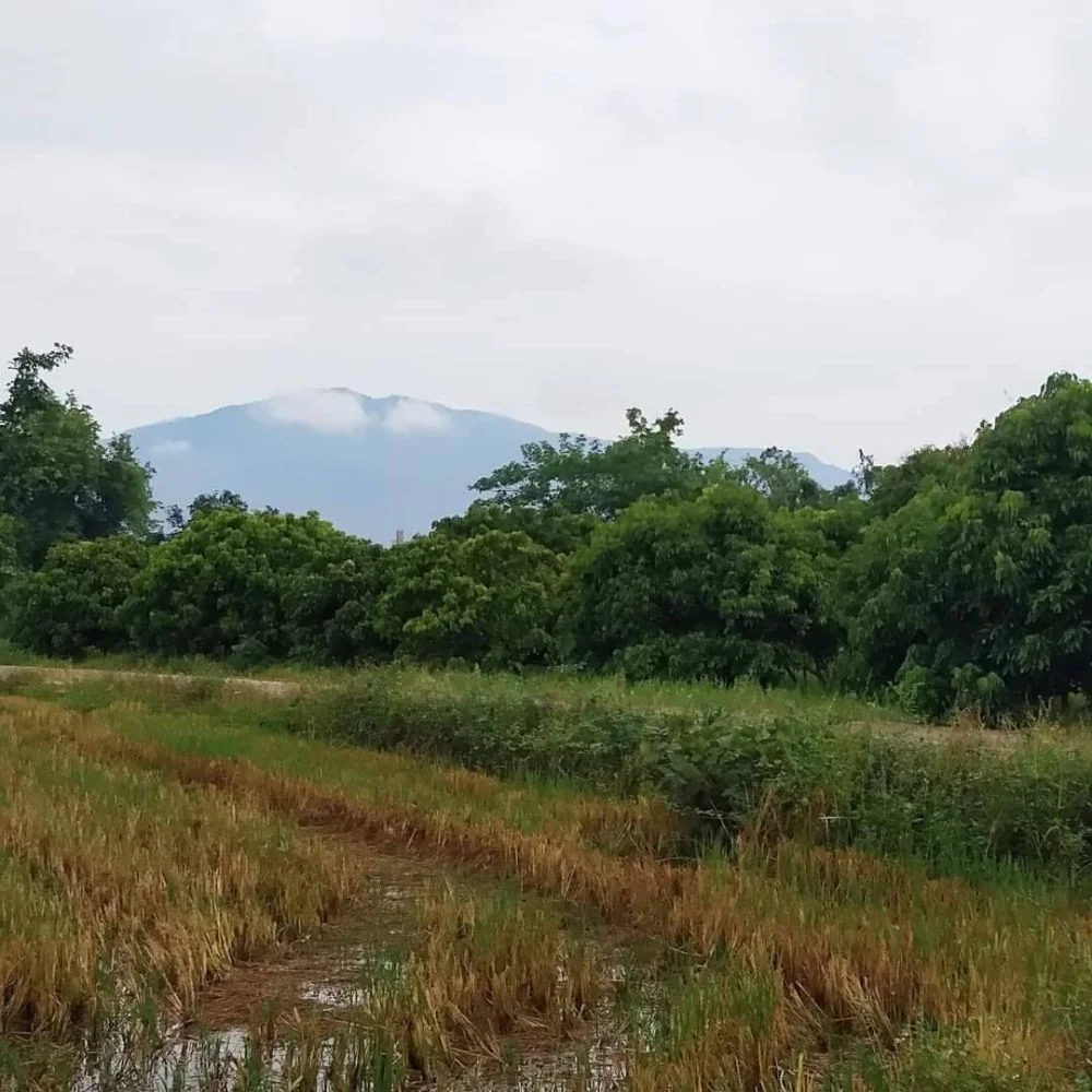 ขายที่สวนใกล้เมืองสันผักหวานหางดงวิวดอยสุเทพโฉนดพร้อมโอน