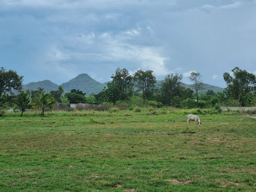 ขายที่ดินแปลงสวย ในพื้นที่หนองขอน อ.หัวหิน เนื้อที่ 240 ตร.ม.