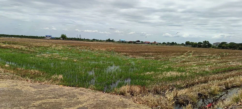 ขายที่ดิน 67 ไร่ มีน้ำไฟพร้อม อำเภอสองพี่น้อง จ.สุพรรณบุรี