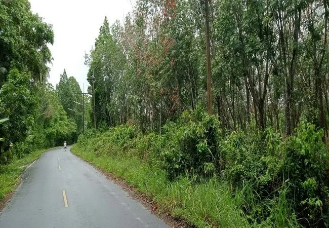 ขายที่ดิน ร่อนพิบูลย์ ถนนร่อนพิบูลย์ ควนพัง ร่อนพิบูลย์