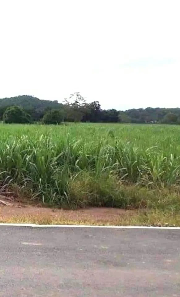 ที่ดินเปล่าแปลงสวย ติดถนนลาดยาง มีไฟฟ้า และแหล่งน้ำ ใกล้ชุมชน