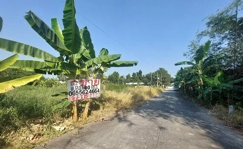 ขายที่ดิน ถนนสุสวาท บึงลาดสวาย คลอง4 ธัญบุรี-ลำลูกกา ปทุมธานี