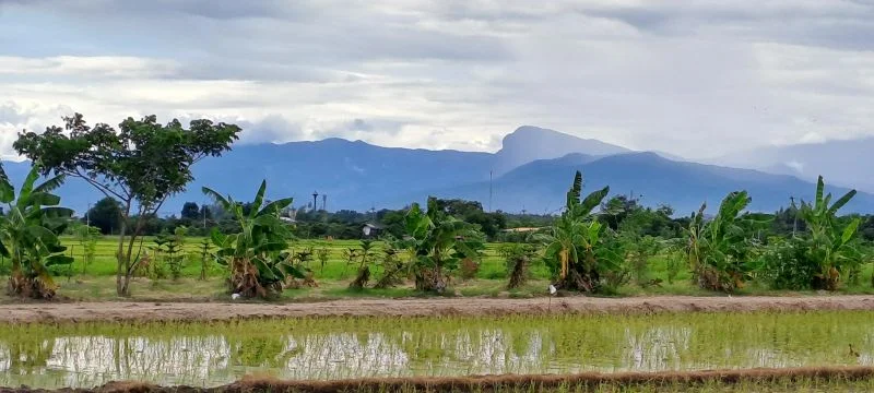 ขายสวนผสมบ่อปลา ไฟฟ้าน้ำประปาพร้อม วิวสวยเหมาะทำบ้านสวน