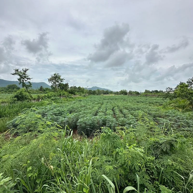 ขายที่ดินแปลงสวย ติดถนนสุขุมวิท บางเสร่ 8-1-19 ไร่