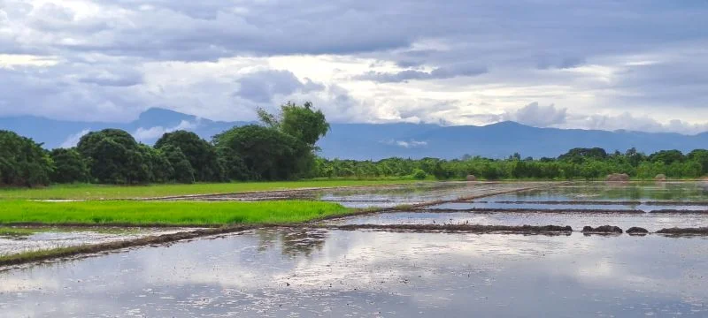 ขายที่นาดินดีน้ำดีไฟฟ้าพร้อม บ้านเหล่าดู่ ต.หนองยวง