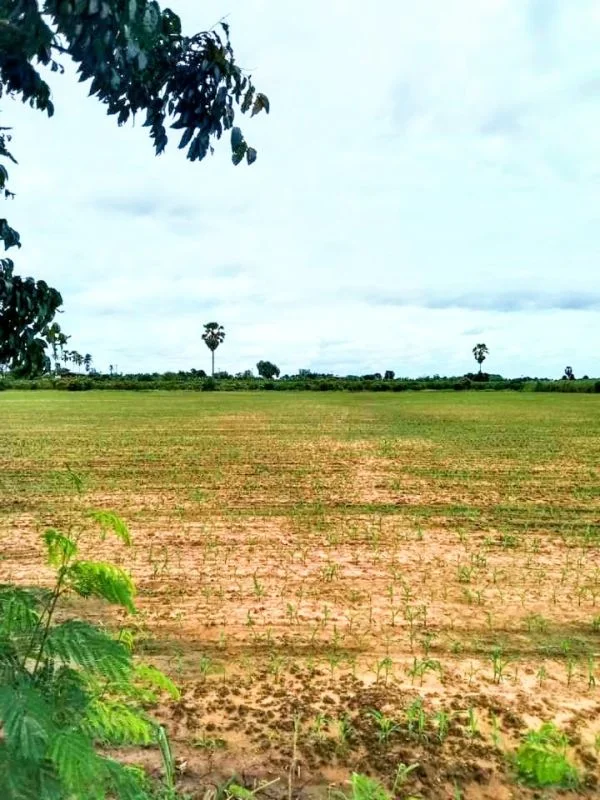 ที่ดินแปลงสวย ติดถนนลาดยาง มีไฟฟ้า อ.ตรอน อุตรดิตถ์