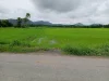 ขายที่ดินติดถนนร้องวัวแดง วิวทุ่งนา ค้าขายได้