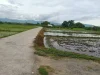 ขายที่นาติดถนนคอนกรีต น้ำบ่อหลวง สันป่าตอง