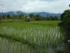 ที่ดินเปล่าวิวดอย สันโป่ง อแม่ริม