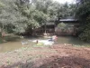 Land with wooden house closed River Lamtakong nature more suitable for people who like nature and quiet rivers like the