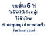 ขายที่ดิน 5 ไร่ใกล้วัดโป่งสัง หมู่8 ไร่ข้าวโพดตำบลพุนกยูง อำเภอตากฟ้า จังหวัดนครสวรรค์อำเภอตากฟ้า