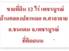 ขายที่ดิน 12 ไร่ เพชรบูรณ์