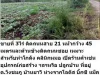 ขายที่ 3ไร่ ติดถนนสาย 21 หน้ากว้าง 45 เมตรและด้านข้างติดถนนซอย