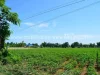 ที่ดินหนองม่วง - ที่ดินไทย 14 ไร่เศษ โฉนด ตดงดินแดง อหนองม่วง จลพบุรี รหัส1943