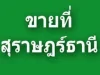 ขายที่ดินสุราษฎร์ธานี อเกาะพะงัน หาดริ้น ห่างฟูลมูล ปาร์ตี้ 1 กิโลLand for sale in SuratThailand Near Full Moon