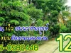 ขายที่ดิน1ไร่ ใกล้ถนนราชพฤกษ์