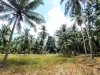 Land for sale in Koh Phangan