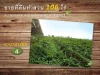 ขายที่ดินเปล่า 106 ไร่ สวนวนารัตน์ ตเขาวงกต อแก่งหางแมว จจันทบุรี