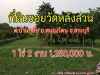 ที่ดินซอยวัดหลังสวน