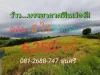 ขายที่ดินตำบลขุนศรี 5 ไร่ วิวทุ่งนา ติดถนนคอนกรีตนบ3017 อไทรน้อย จนนทบุรี