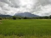 ขายที่นาบ้านป่าบง แม่นะ เชียงดาววิวดอยหลวง โฉนด