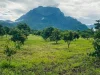 ขายที่สวนลำใย วิวดอยหลวง เชียงดาว โฉนดพร้อมโอน