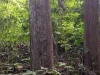 ขายที่ดินพร้อมป่าไม้สัก อายุกว่า25ปี จังหวัดกาญจนบุรี teakwood plantation for sale