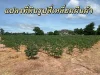 L23458 ที่ดินทำเลดีในเมืองศรีราชาเนื้อที่ 3 ไร่ 3 งาน 51